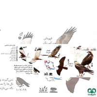 گونه سنقر تالابی Western Marsh Harrier